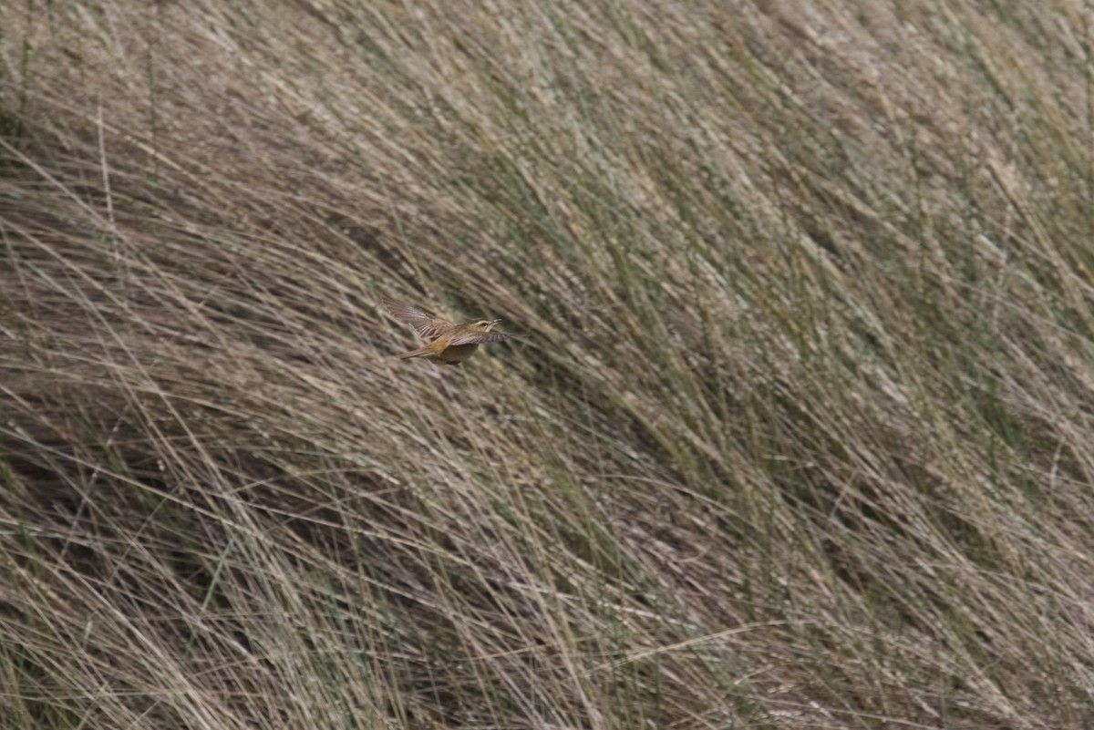 Sedge Warbler - ML609941060