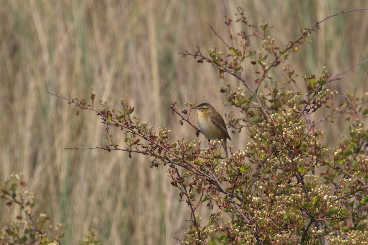 Sedge Warbler - ML609941061