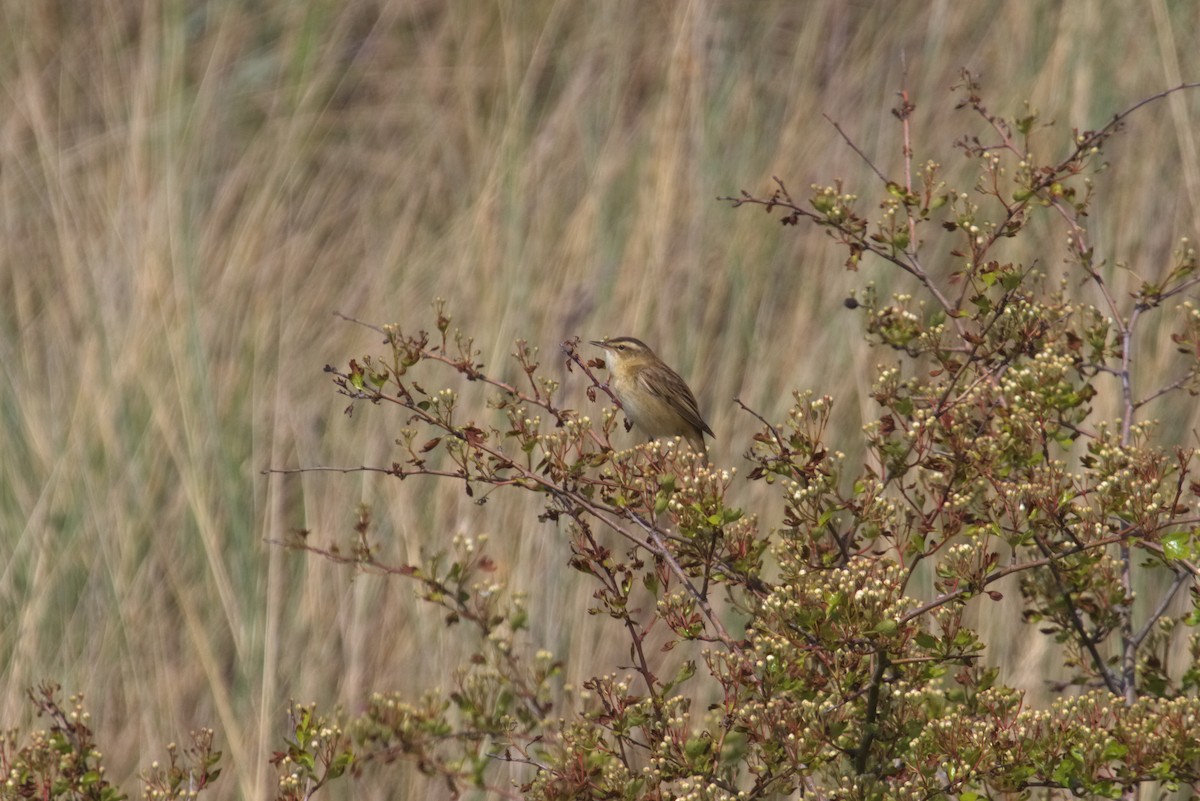 Sedge Warbler - ML609941062