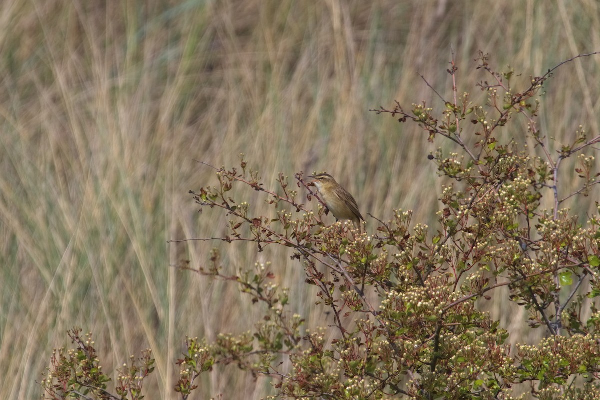 Sedge Warbler - ML609941064