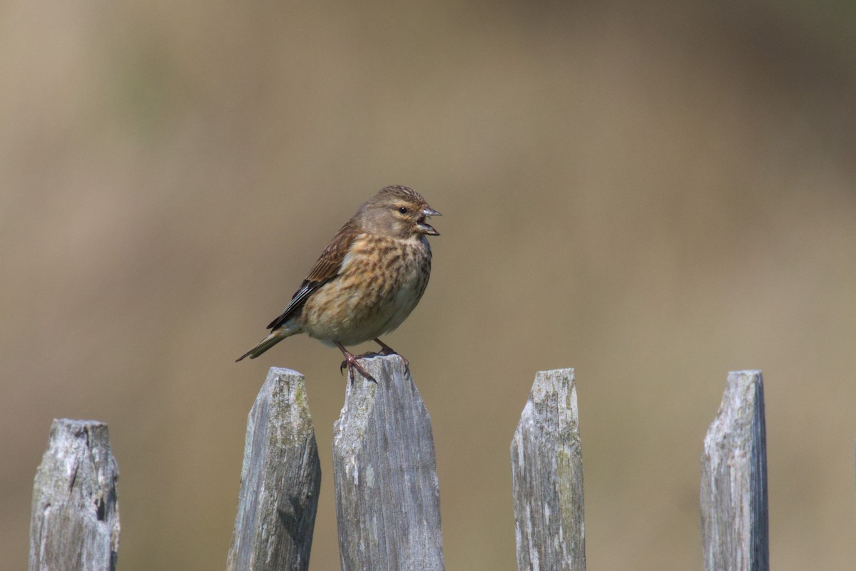Eurasian Linnet - ML609941089