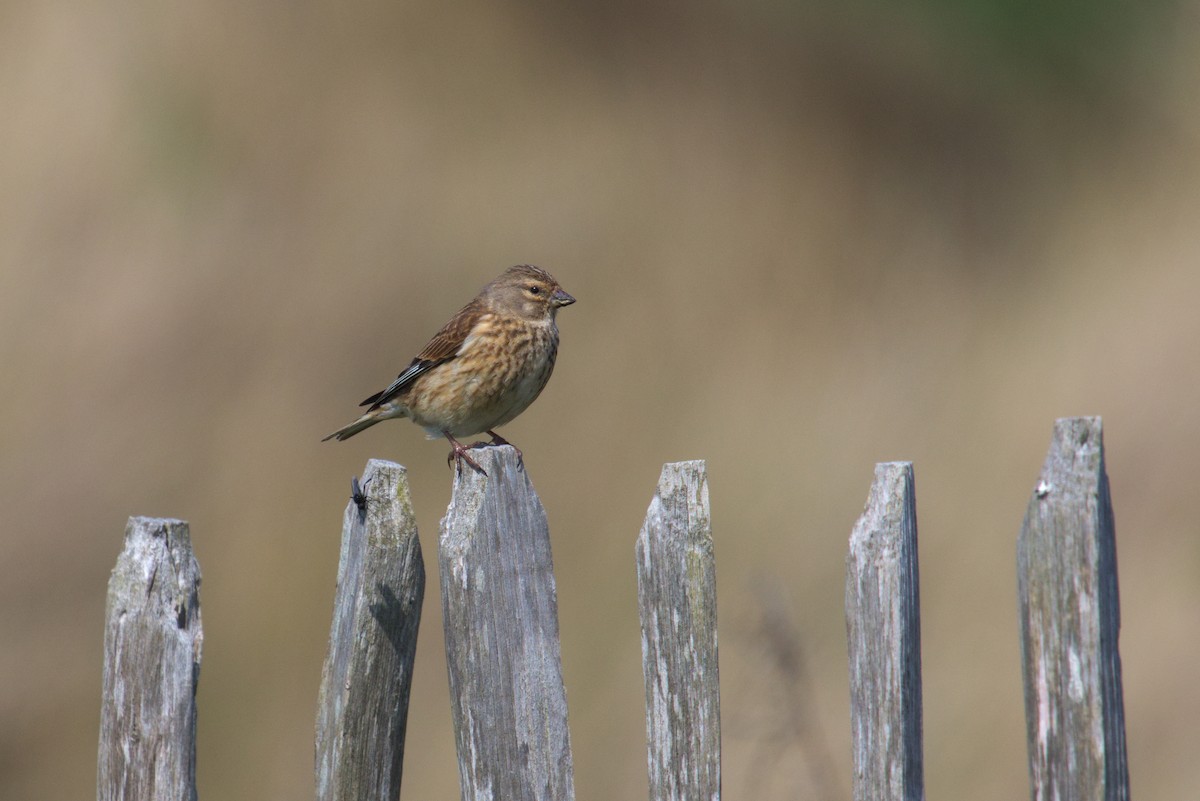Eurasian Linnet - ML609941090