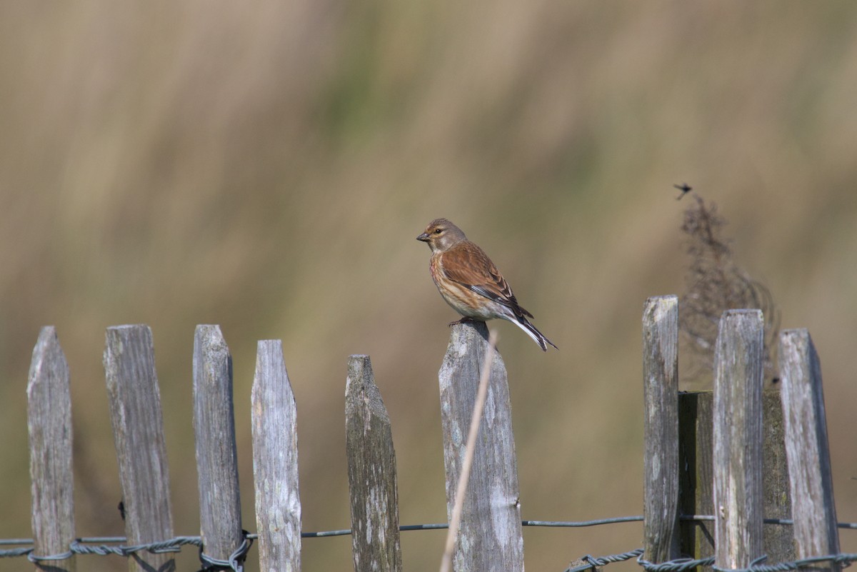 Eurasian Linnet - ML609941092