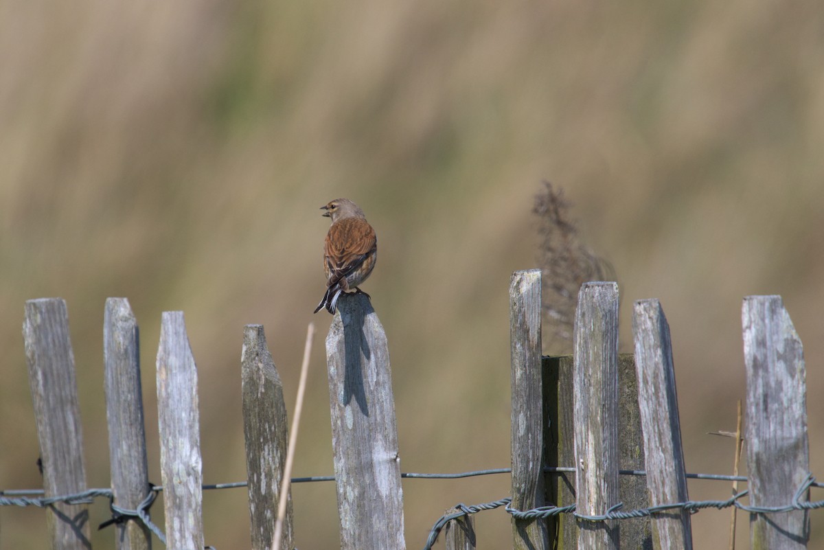 Eurasian Linnet - ML609941093