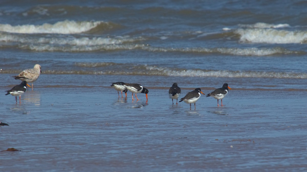 Eurasian Oystercatcher - ML609941111