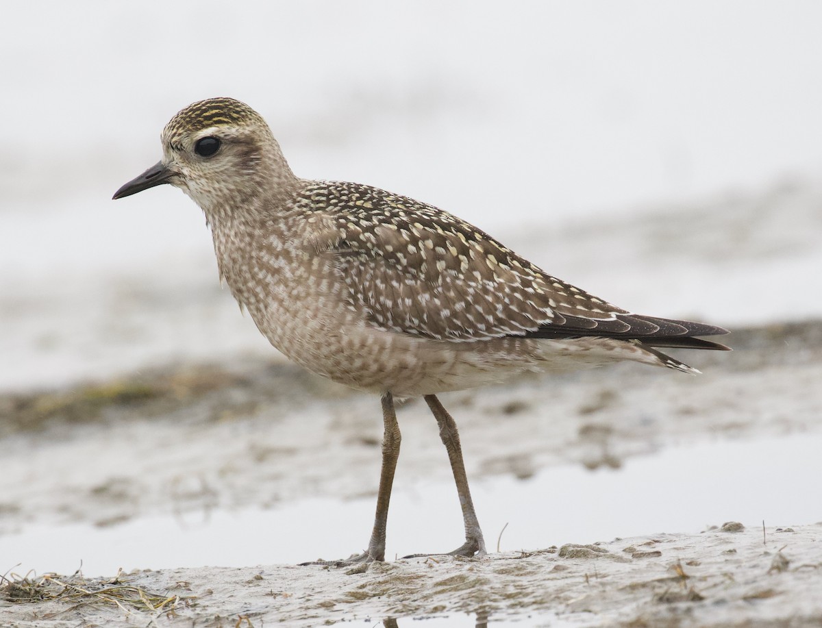 American Golden-Plover - ML609941116