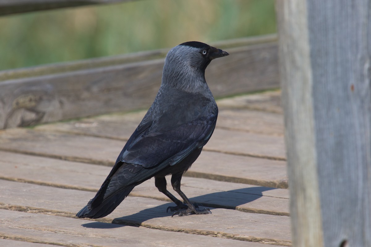 Eurasian Jackdaw - ML609941117