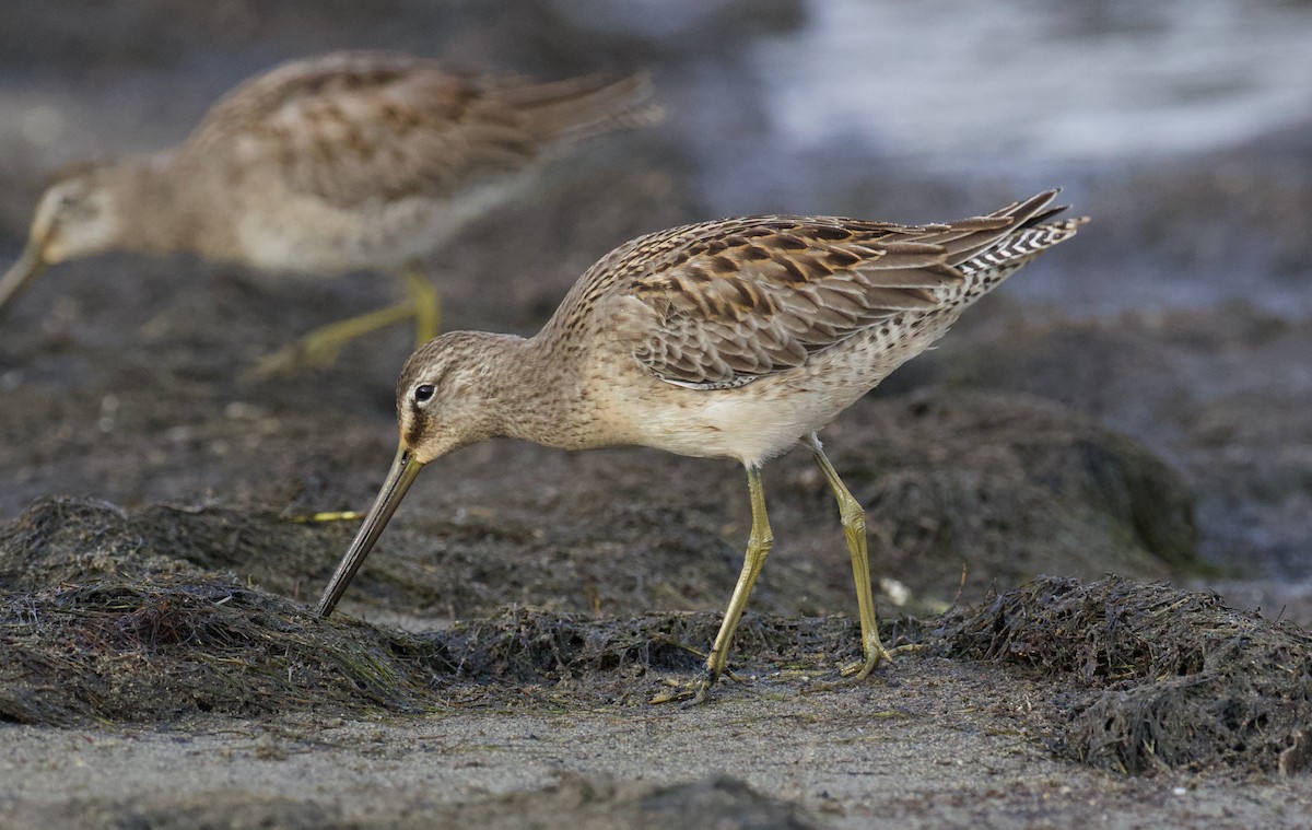 Long-billed Dowitcher - Everett Clark