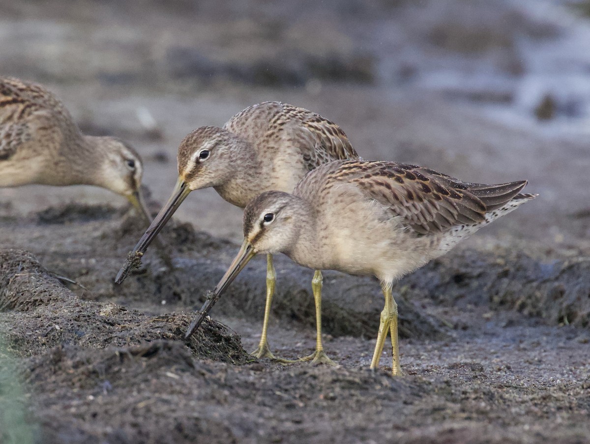 Long-billed Dowitcher - Everett Clark