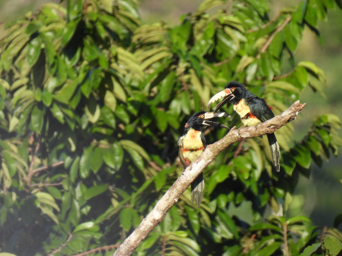 Collared Aracari - ML609941194