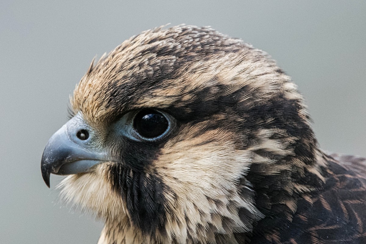 Peregrine Falcon - ML609941223