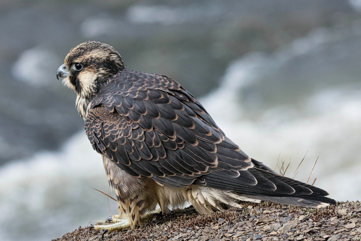 Peregrine Falcon - ML609941234
