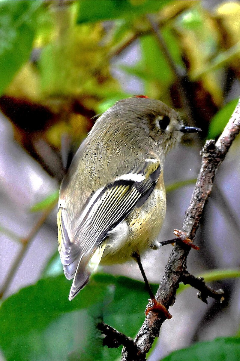 Ruby-crowned Kinglet - ML609941405