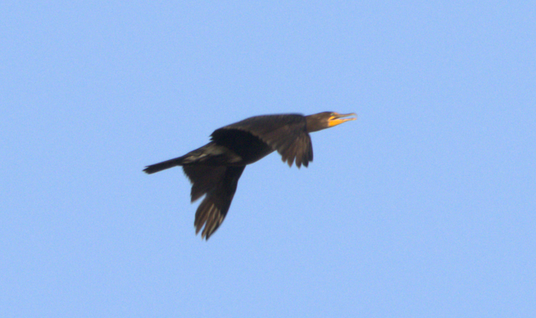 Neotropic Cormorant - ML609941523