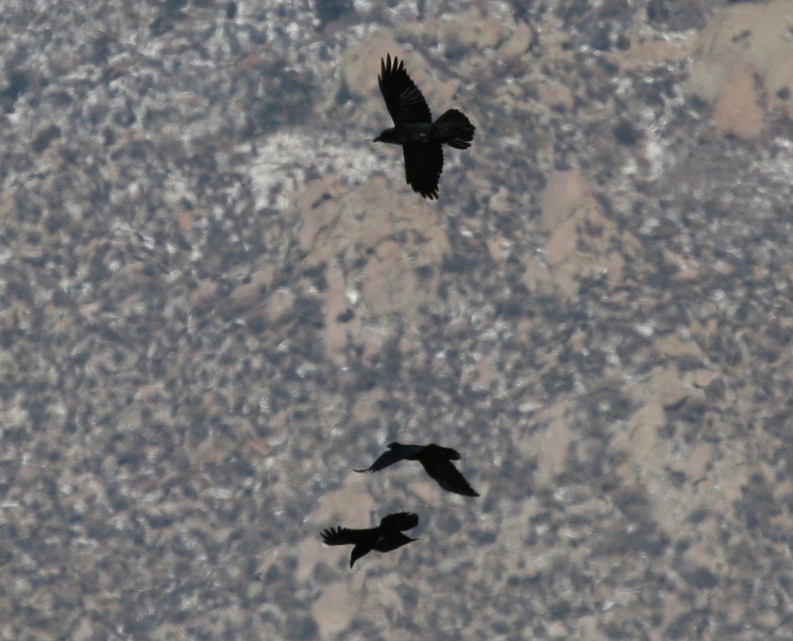 Common Raven - ML609941884