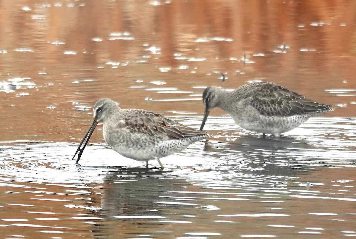Long-billed Dowitcher - ML609941886