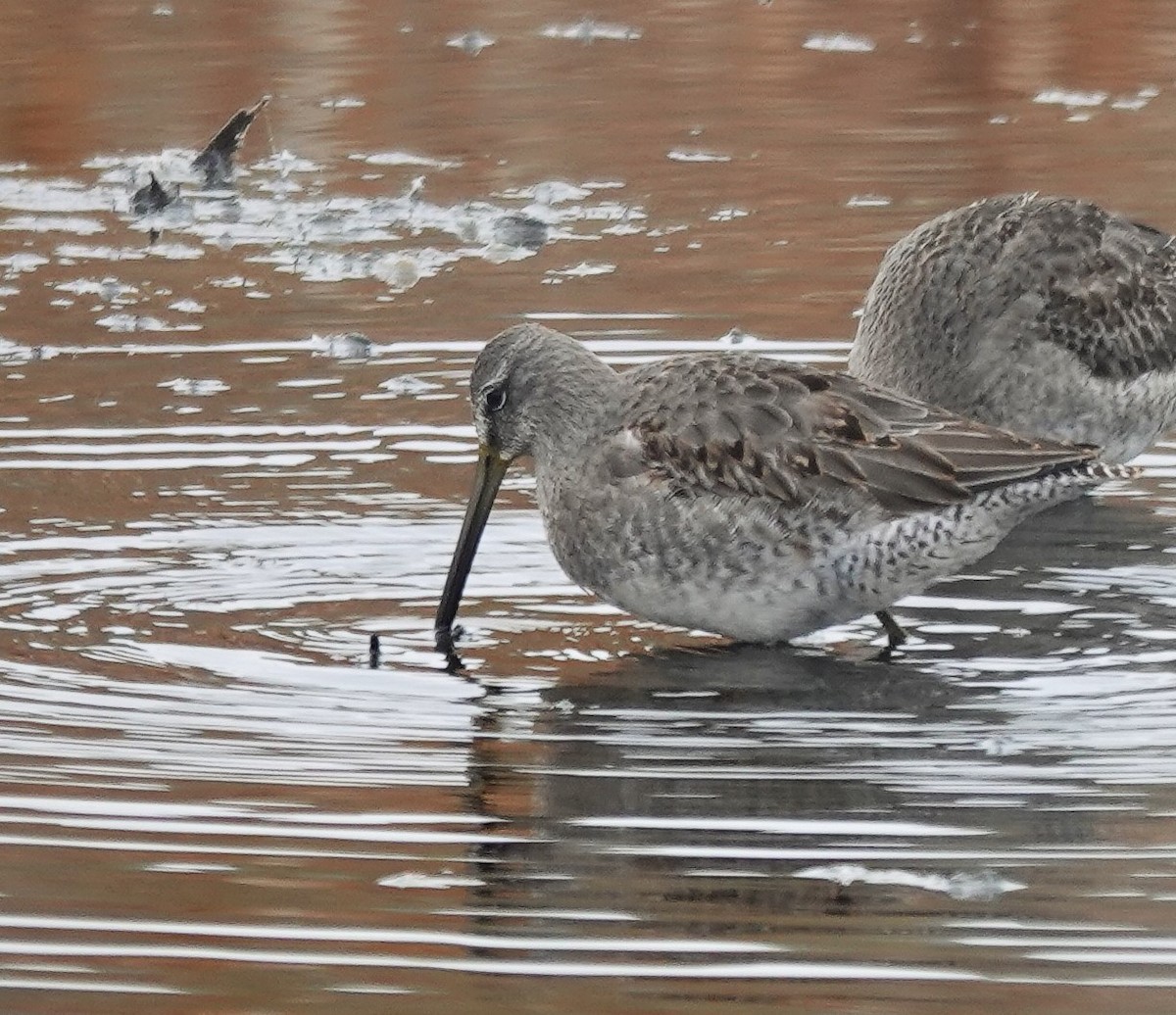 Long-billed Dowitcher - ML609941894