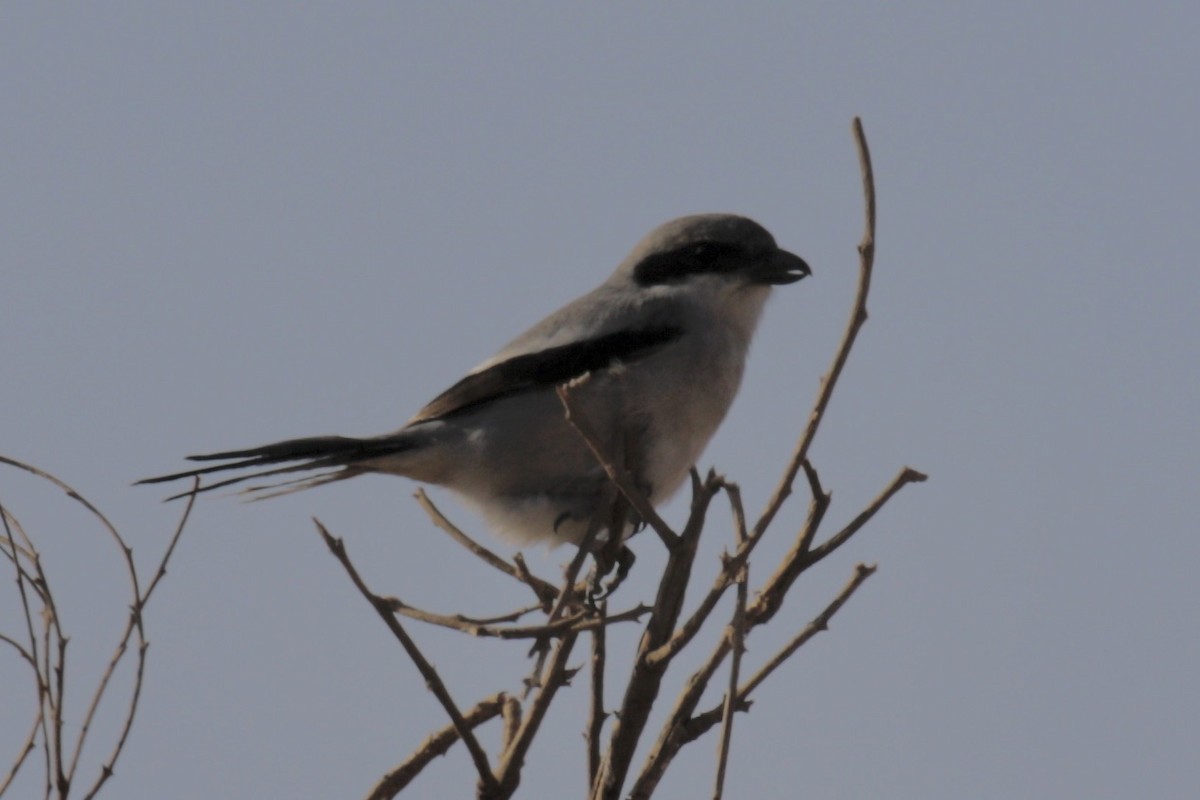 Great Gray Shrike - Bruce Cole