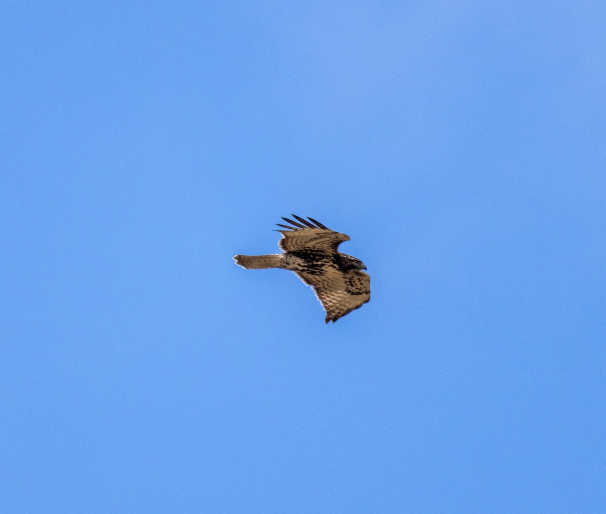 Red-tailed Hawk - ML609941909