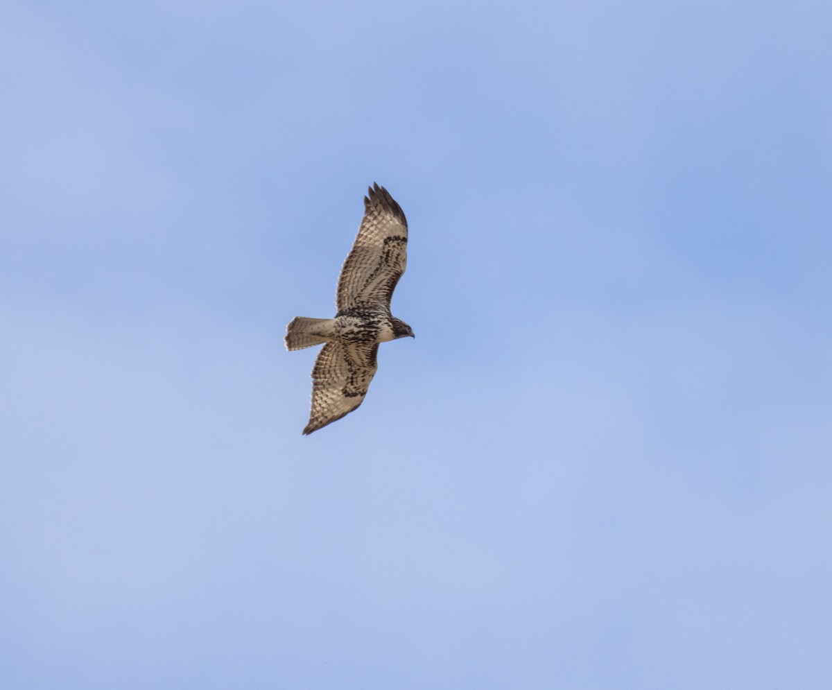 Red-tailed Hawk - ML609941910