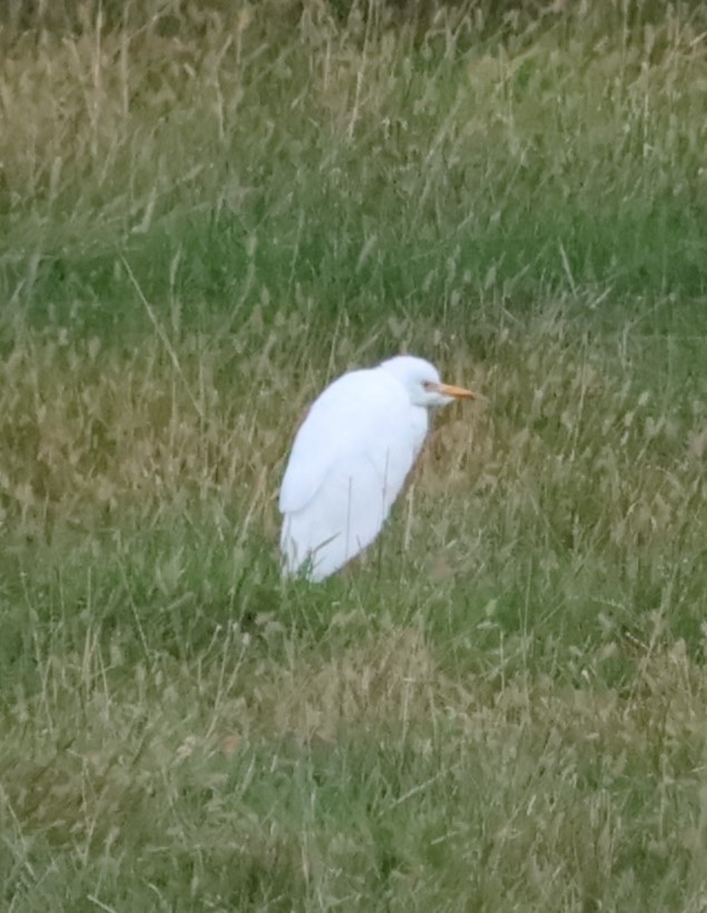 Western Cattle-Egret - ML609941984