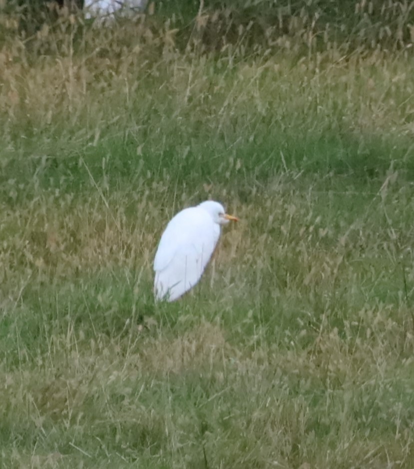 Western Cattle-Egret - ML609941985