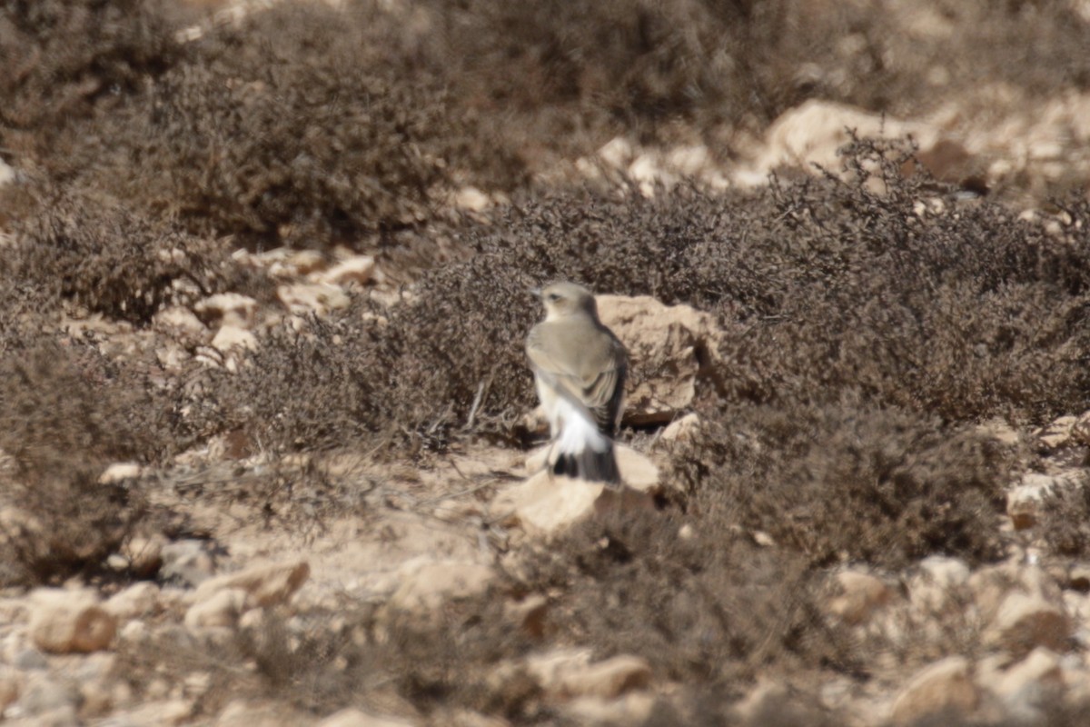 Northern Wheatear - Bruce Cole