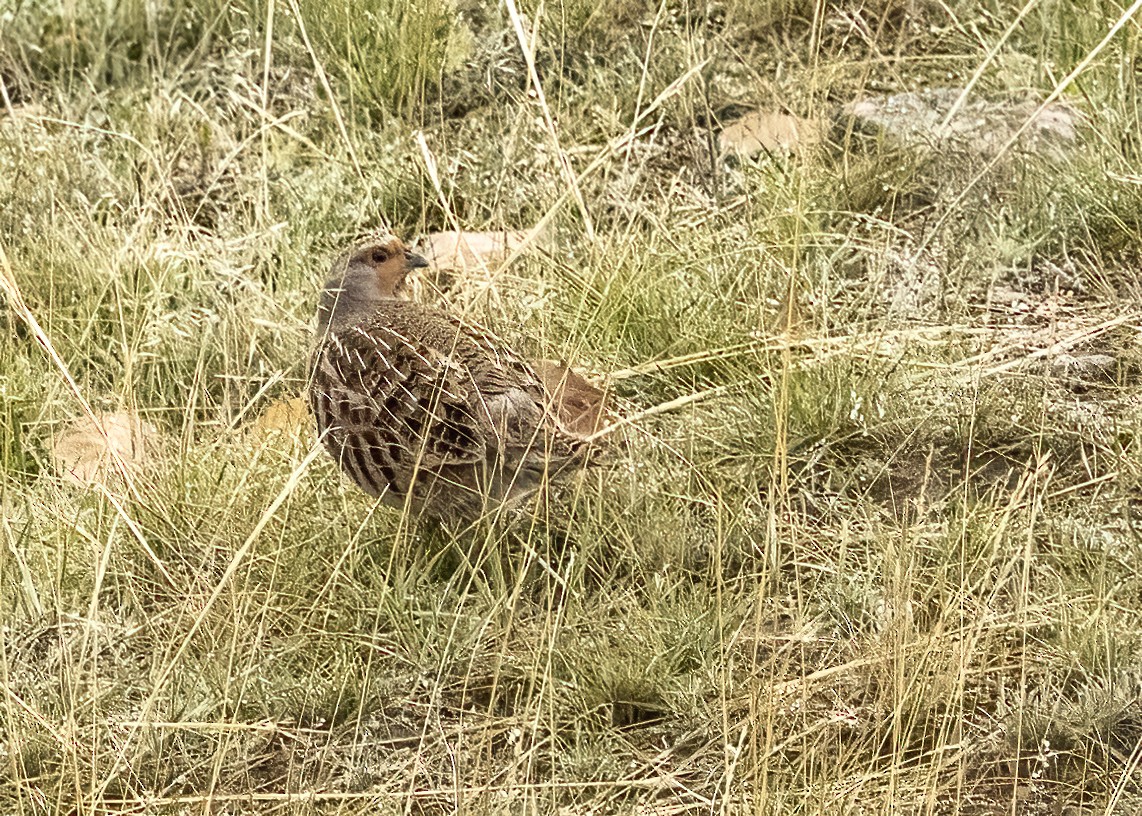 Gray Partridge - ML609942031