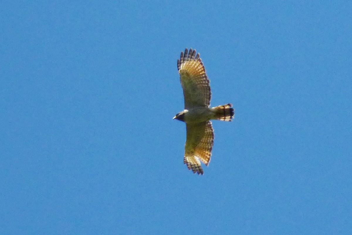 Roadside Hawk - ML609942057