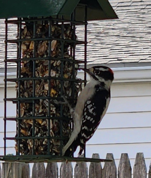 Downy Woodpecker - ML609942083