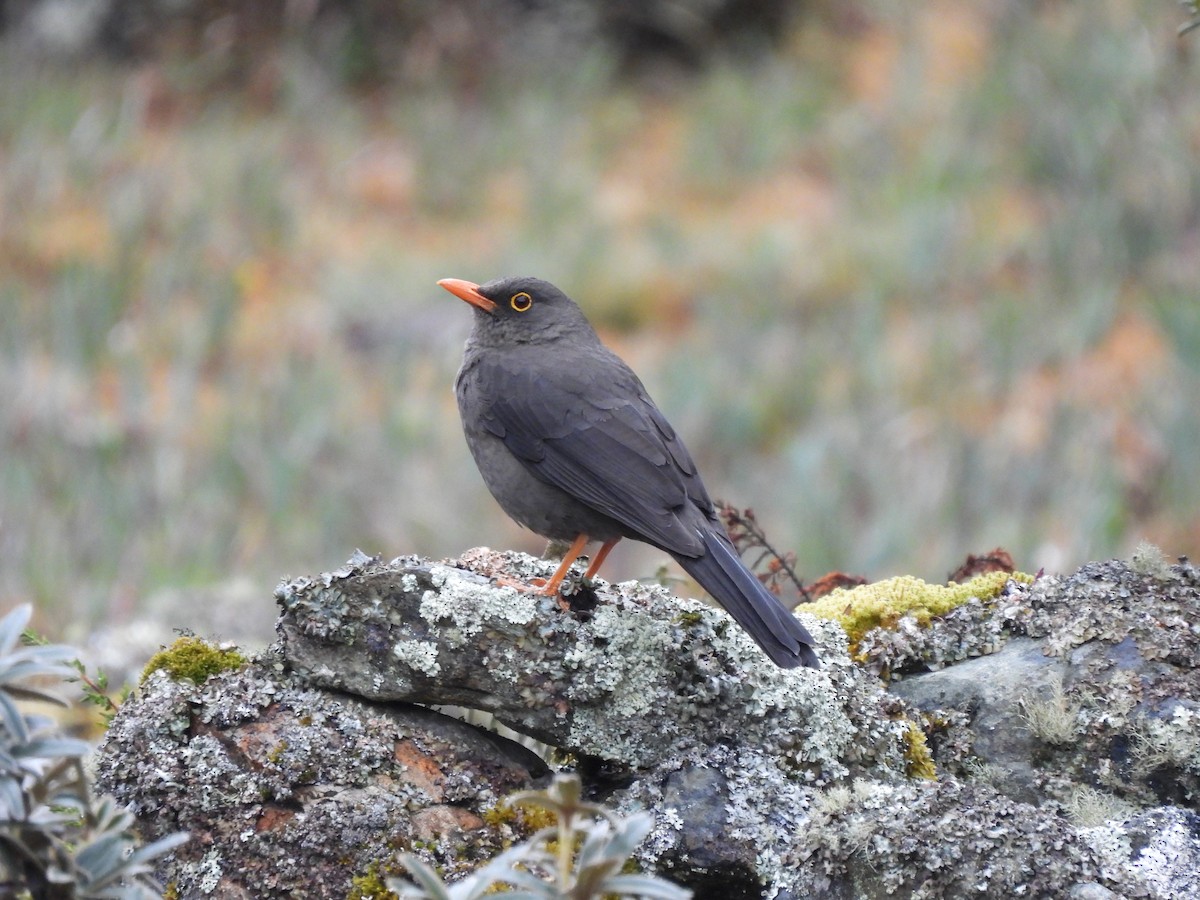 Great Thrush - ML609942140