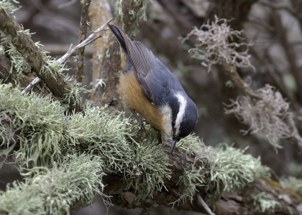 Red-breasted Nuthatch - Nicole Desnoyers