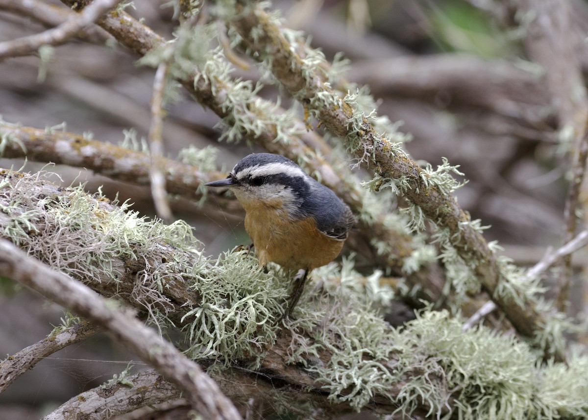 Red-breasted Nuthatch - Nicole Desnoyers