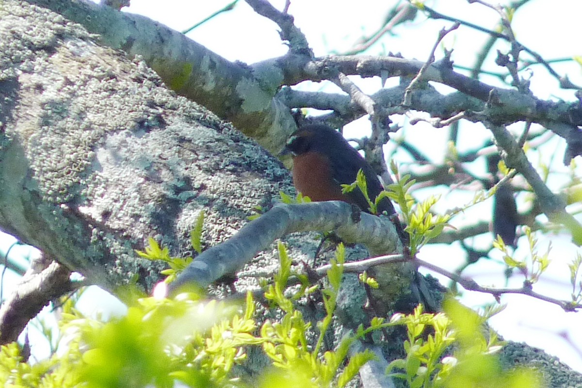 Black-and-rufous Warbling Finch - ML609942190