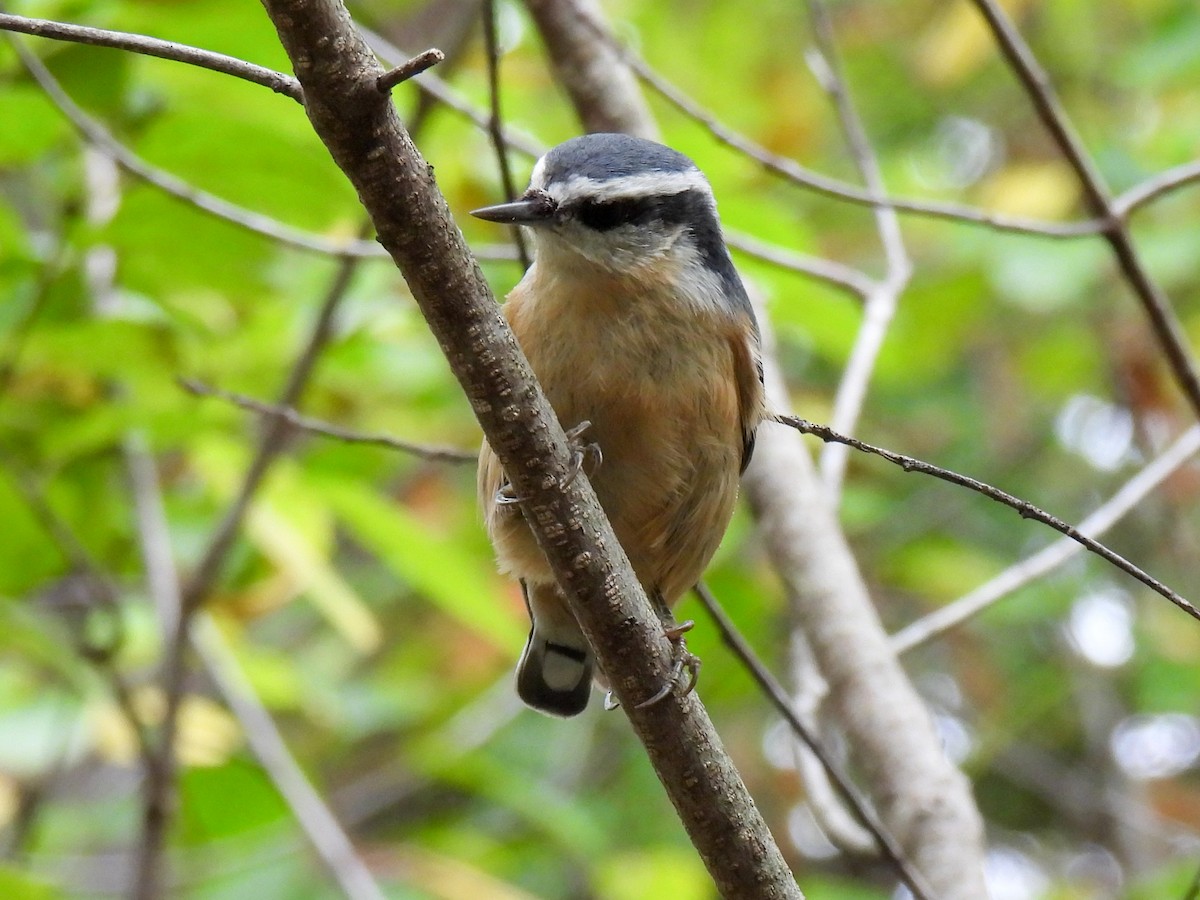 Red-breasted Nuthatch - ML609942206