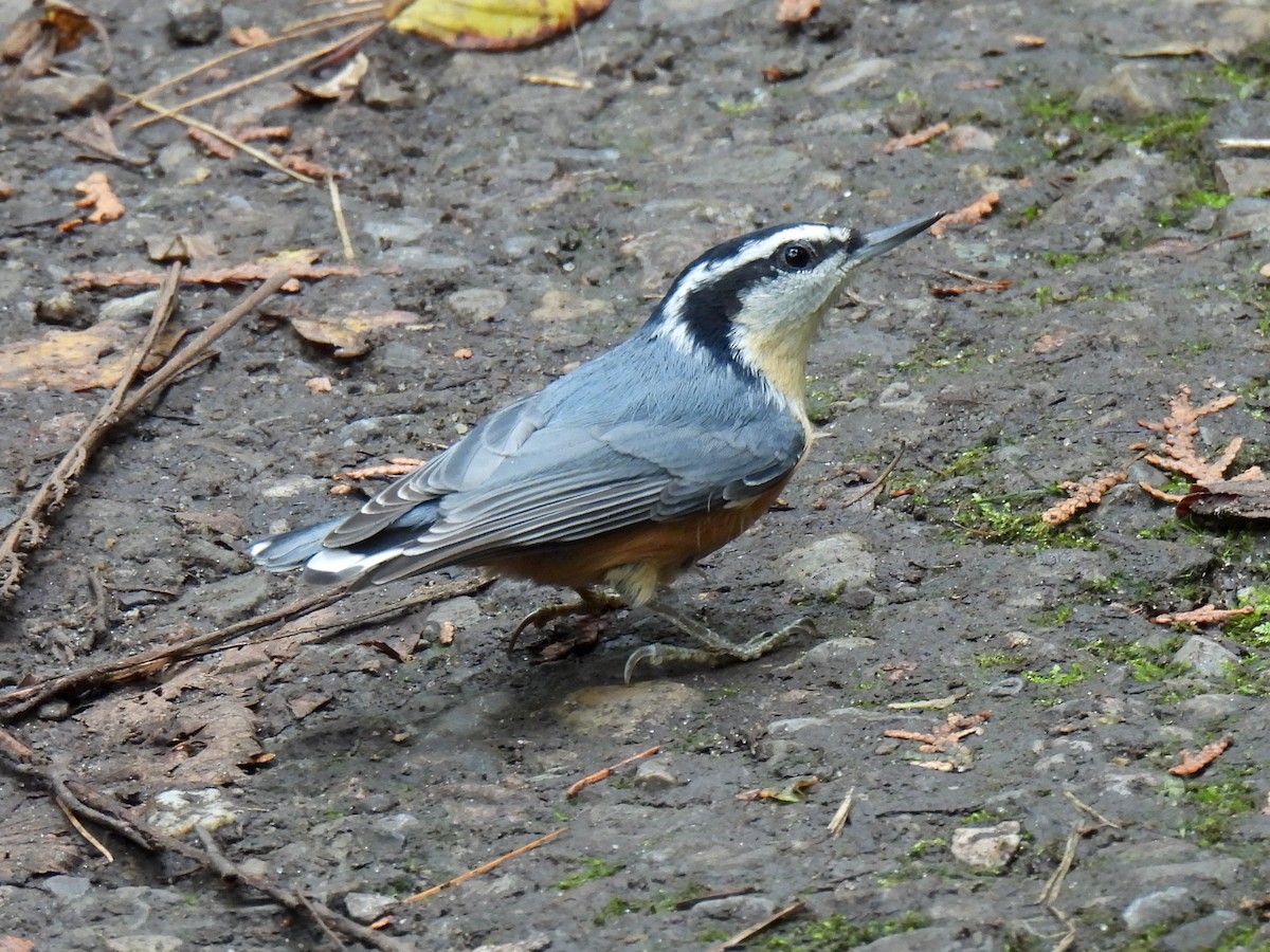 Red-breasted Nuthatch - ML609942207