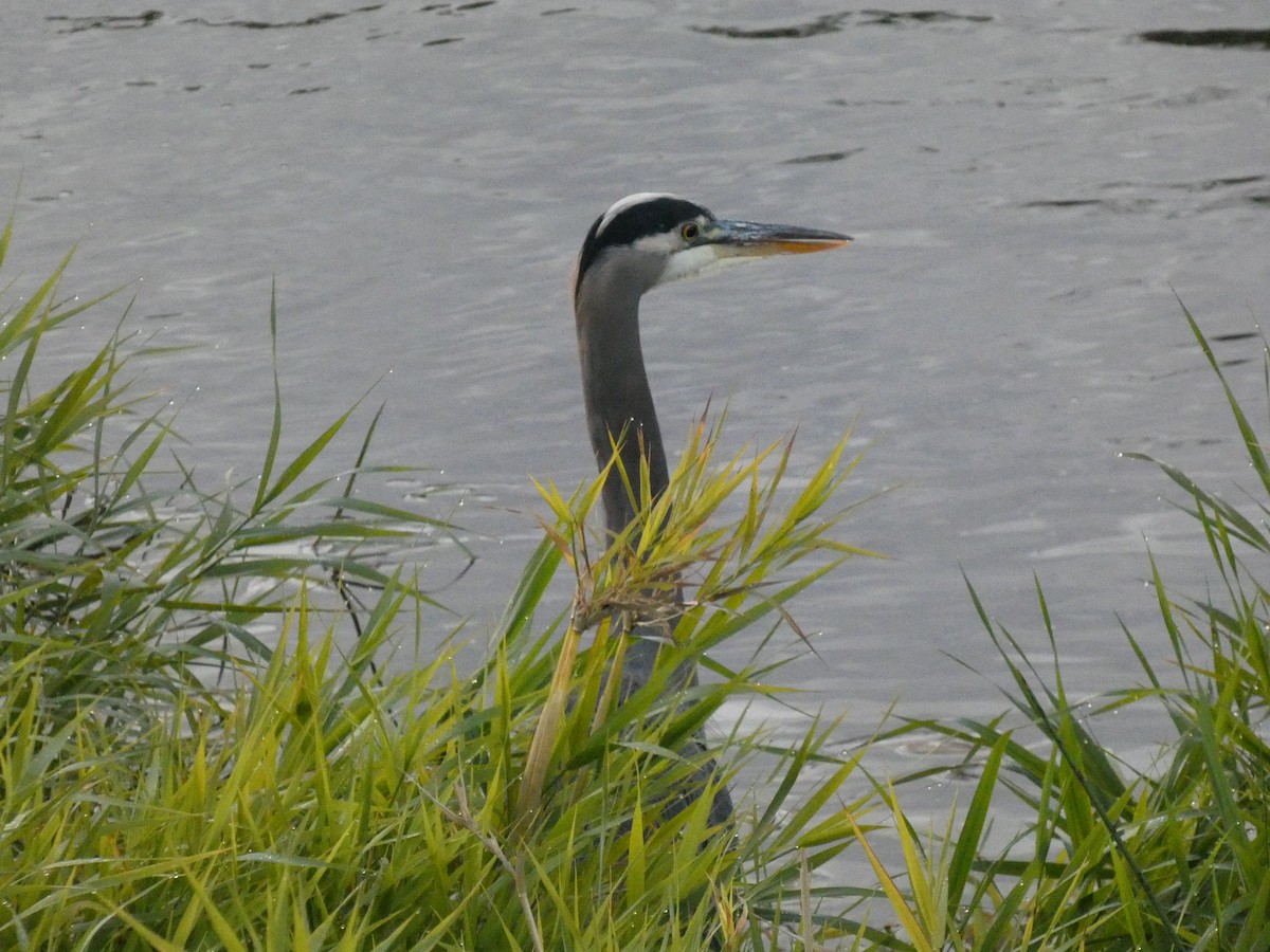 Great Blue Heron - ML609942334