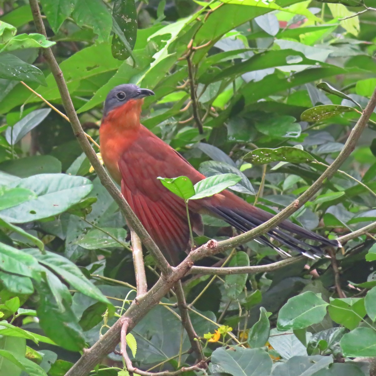 Gray-capped Cuckoo - maicol gonzalez guzman