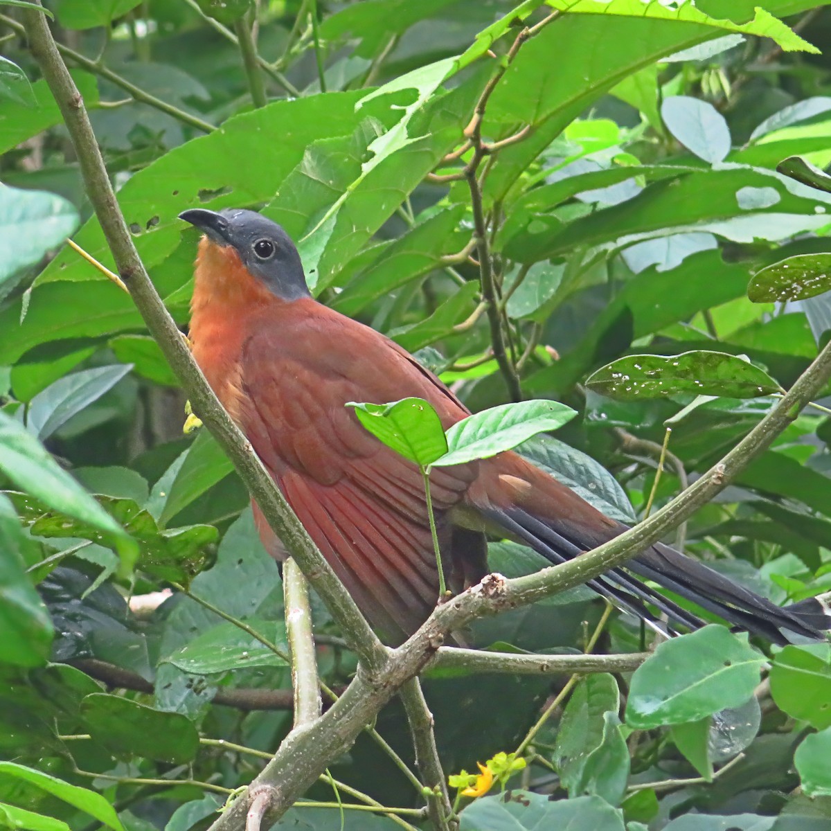 Gray-capped Cuckoo - ML609942435