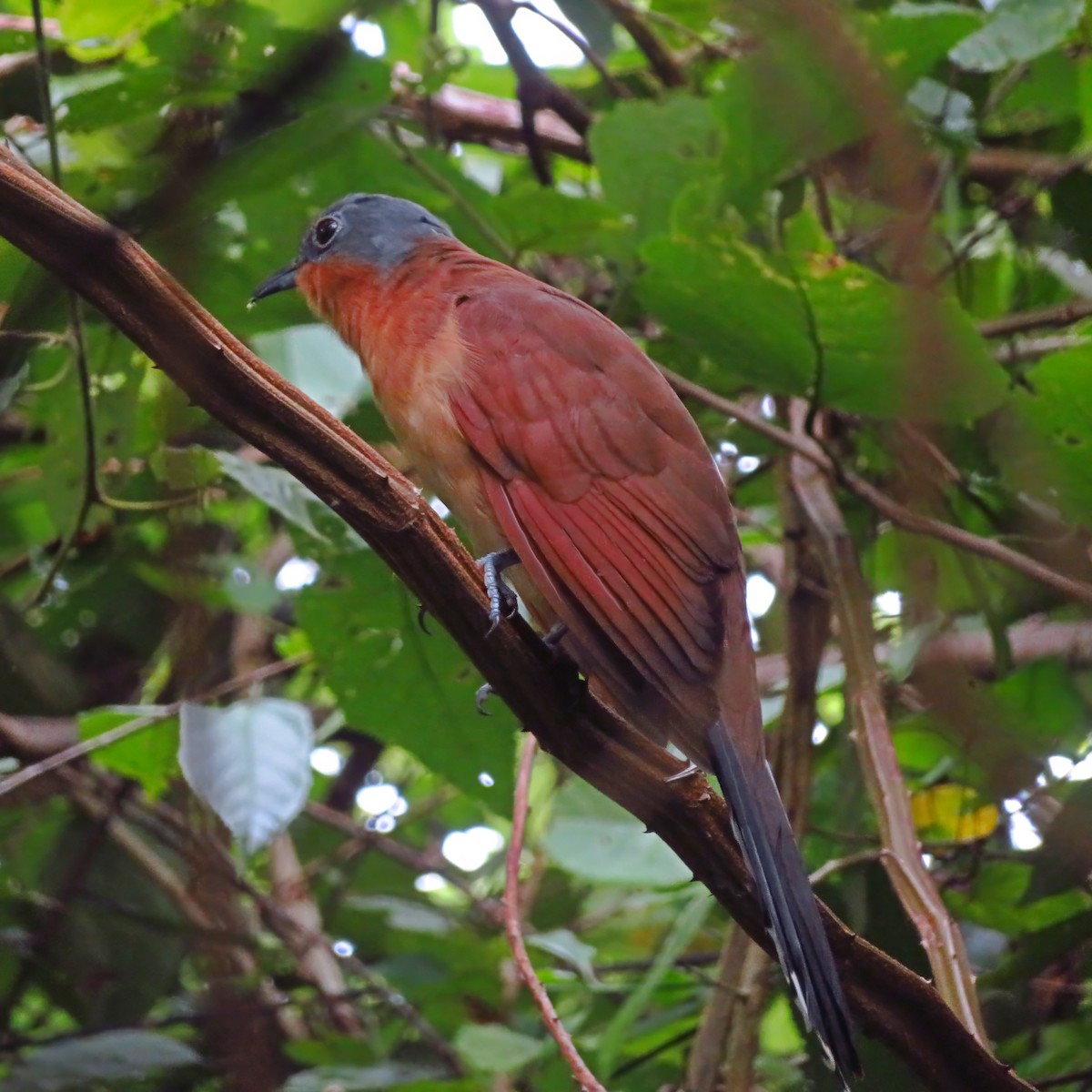 Gray-capped Cuckoo - maicol gonzalez guzman