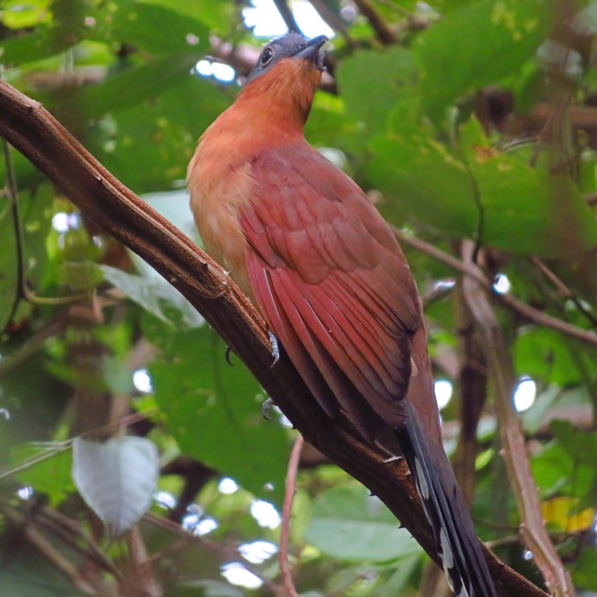 Gray-capped Cuckoo - ML609942438