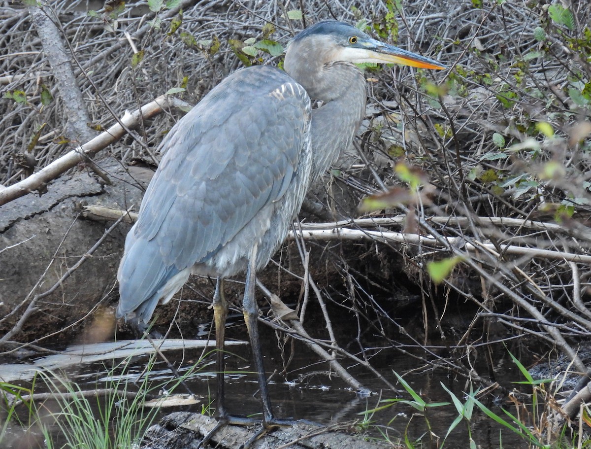 Great Blue Heron - ML609942560