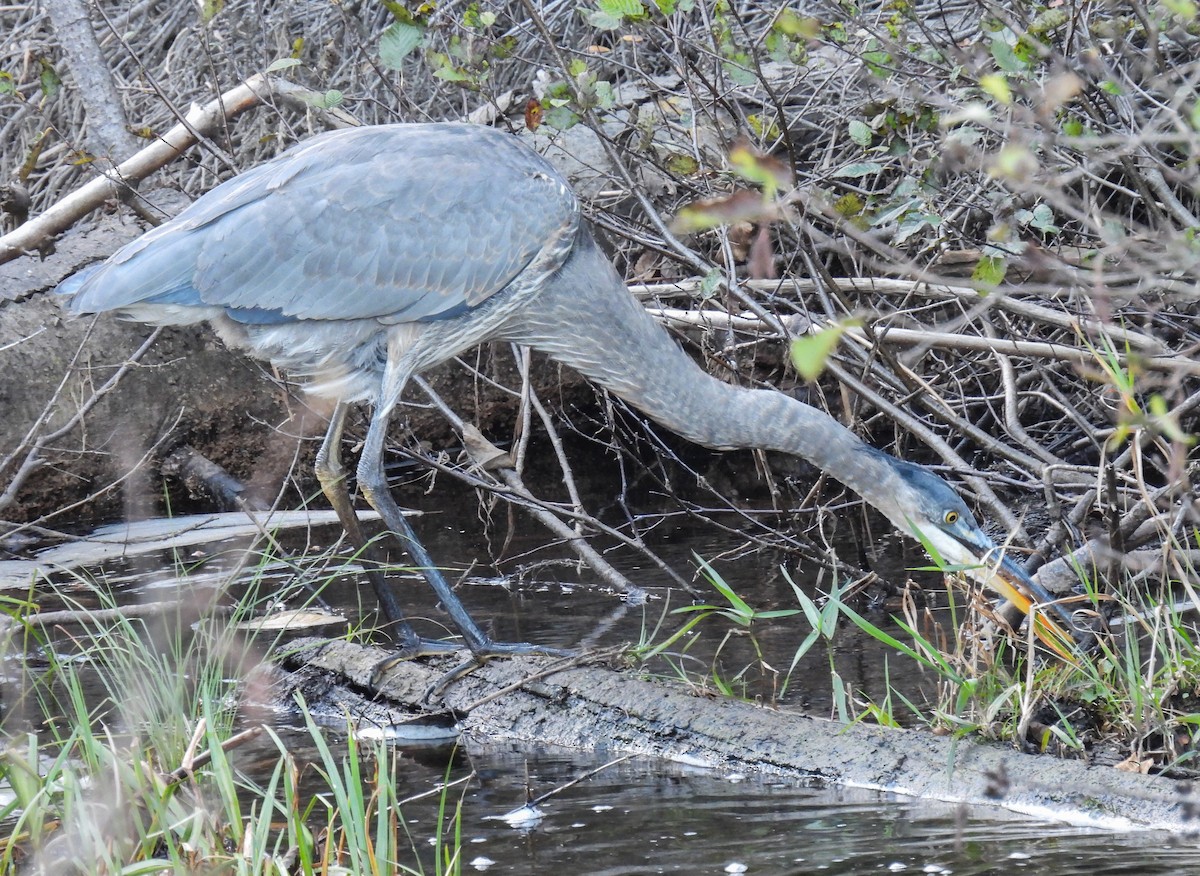 Great Blue Heron - ML609942562