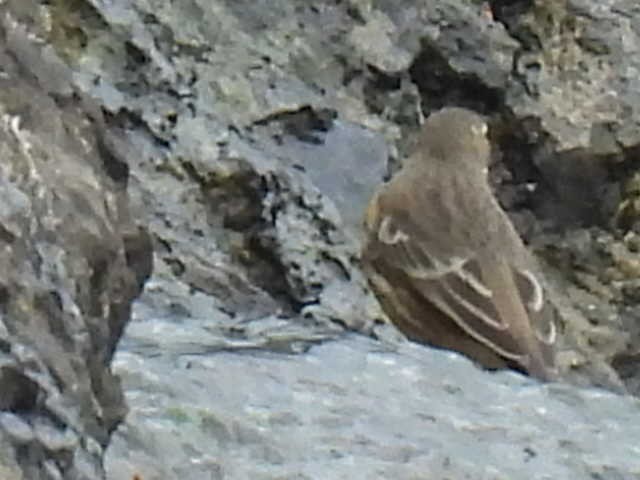 American Pipit - ML609942569
