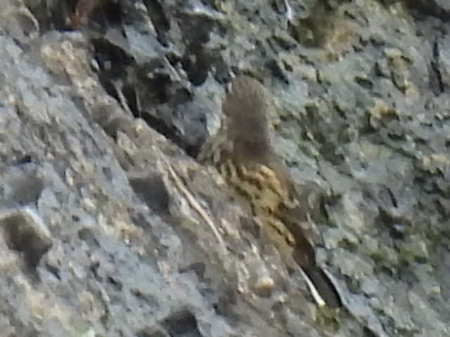 American Pipit - ML609942570