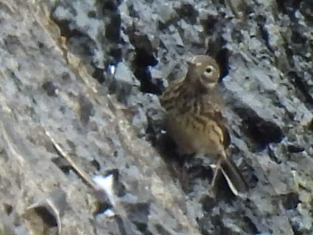 American Pipit - ML609942571