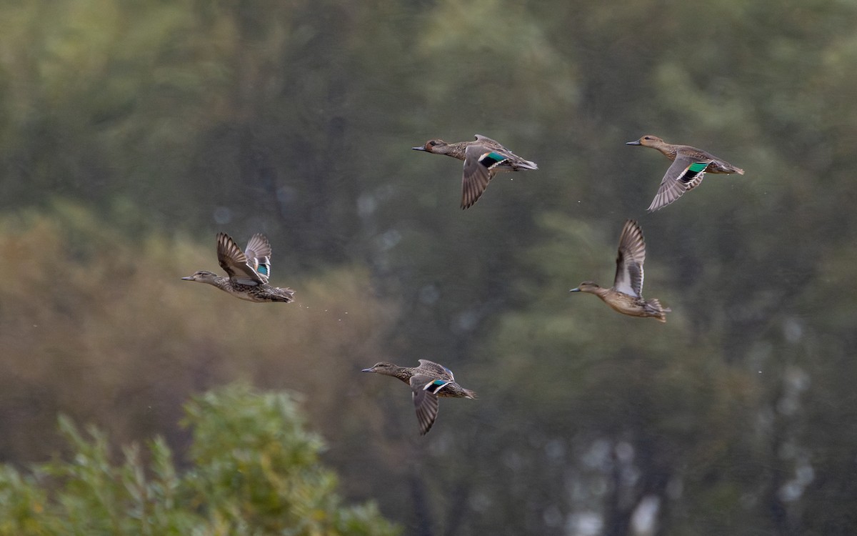 Green-winged Teal - ML609942641