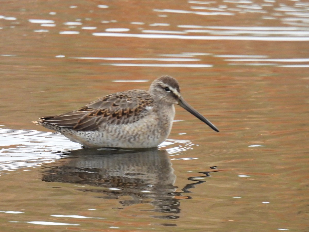 Long-billed Dowitcher - ML609942723