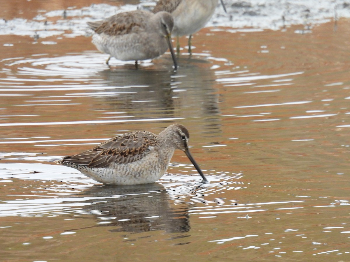 Long-billed Dowitcher - Pam Hawkes