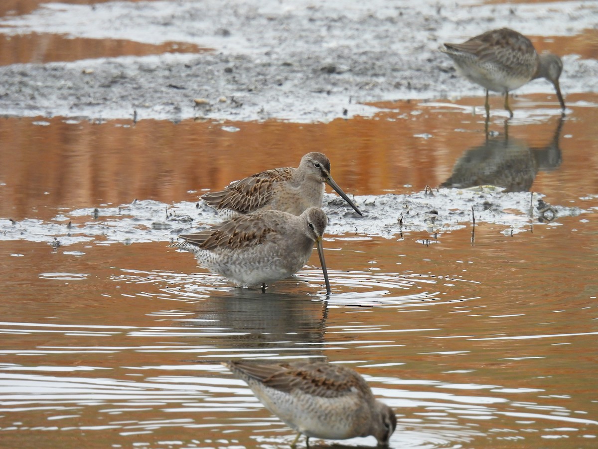 Long-billed Dowitcher - ML609942725